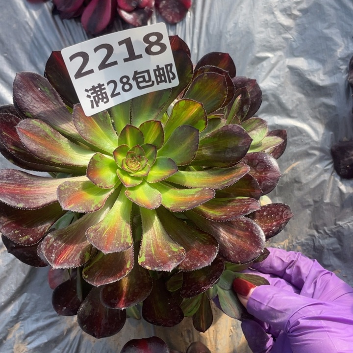 2218一号棚多肉植物M