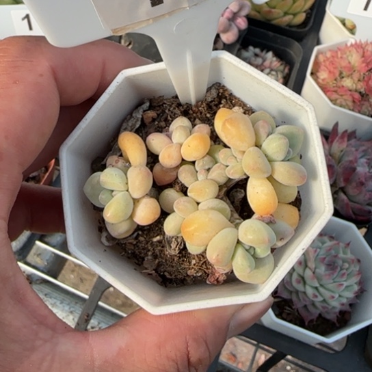 奶酪蛋糕104 一物一拍多肉