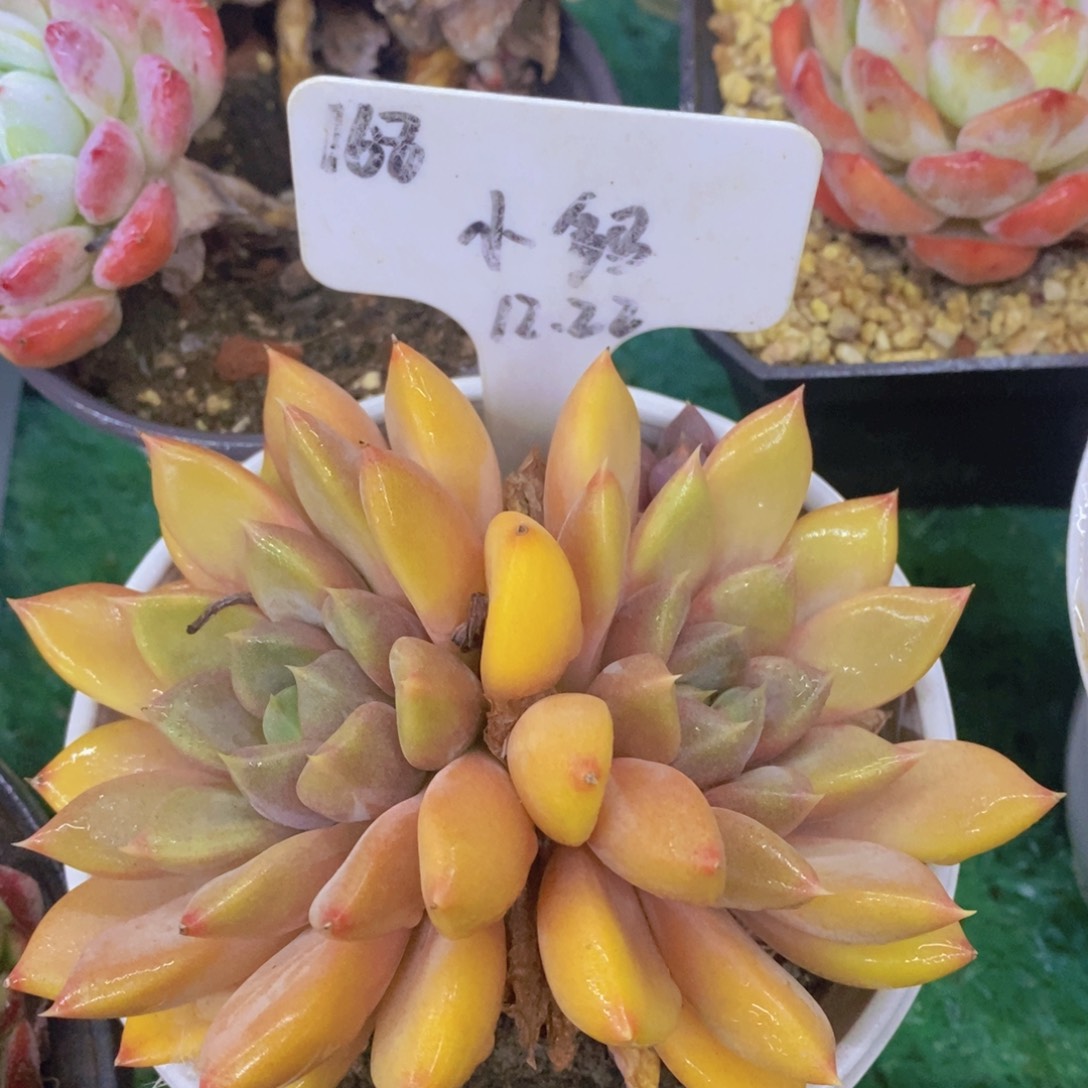 开心多肉，首播福利3