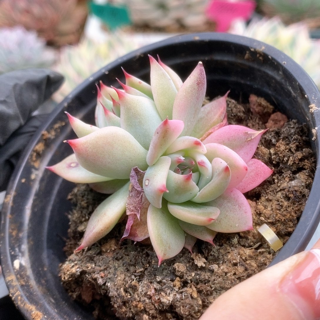 034锦锦锦锦锦锦锦锦