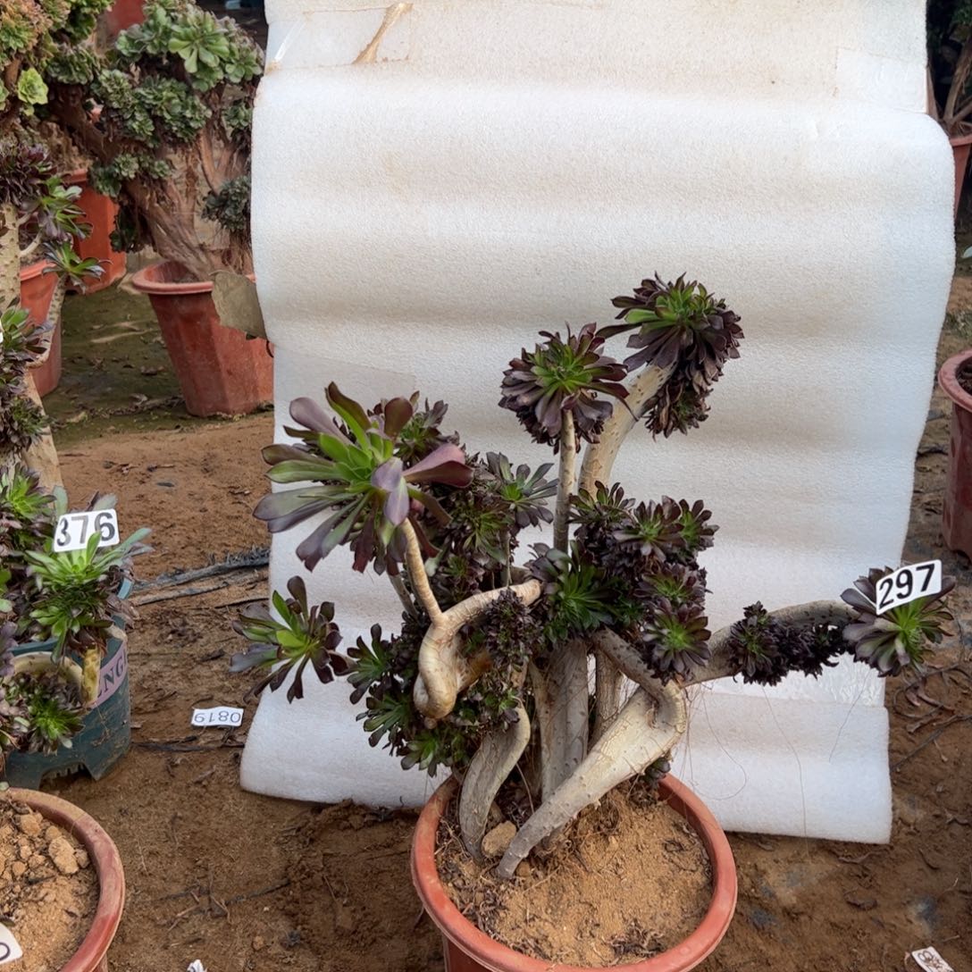 有伤黑缀297宽高37厘米