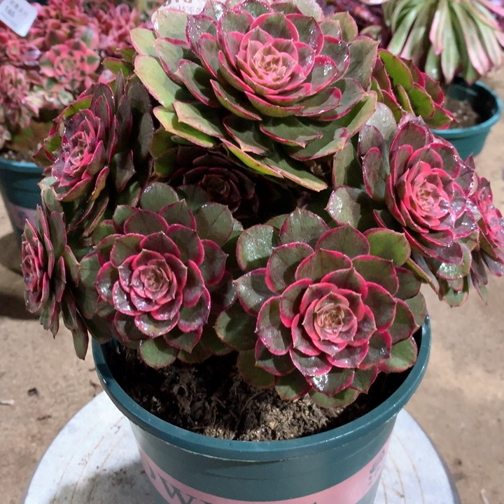 016粉花妖多肉植物