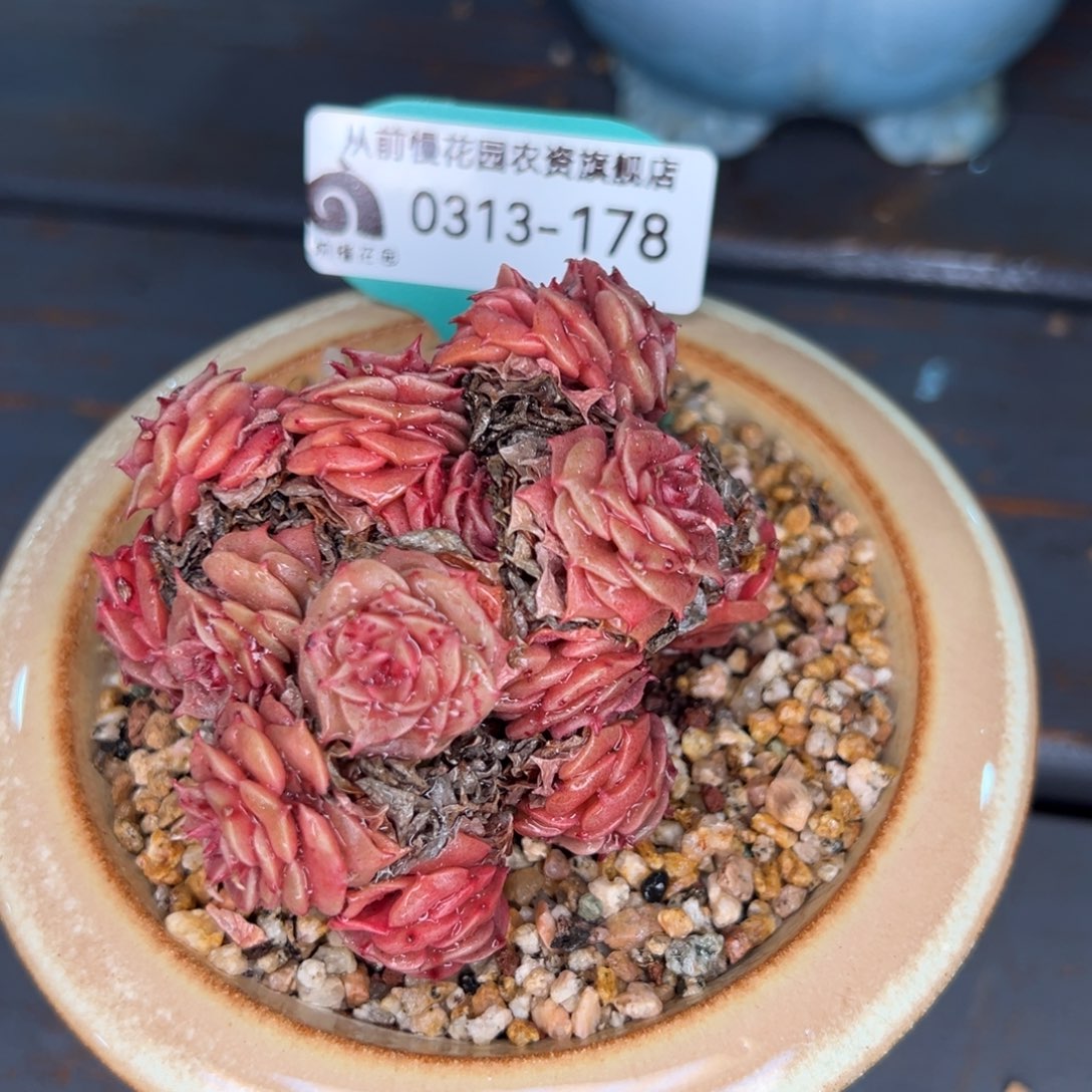 从前慢多肉精选编号0313.178