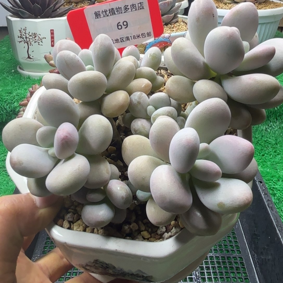 解忧多肉植物编号69