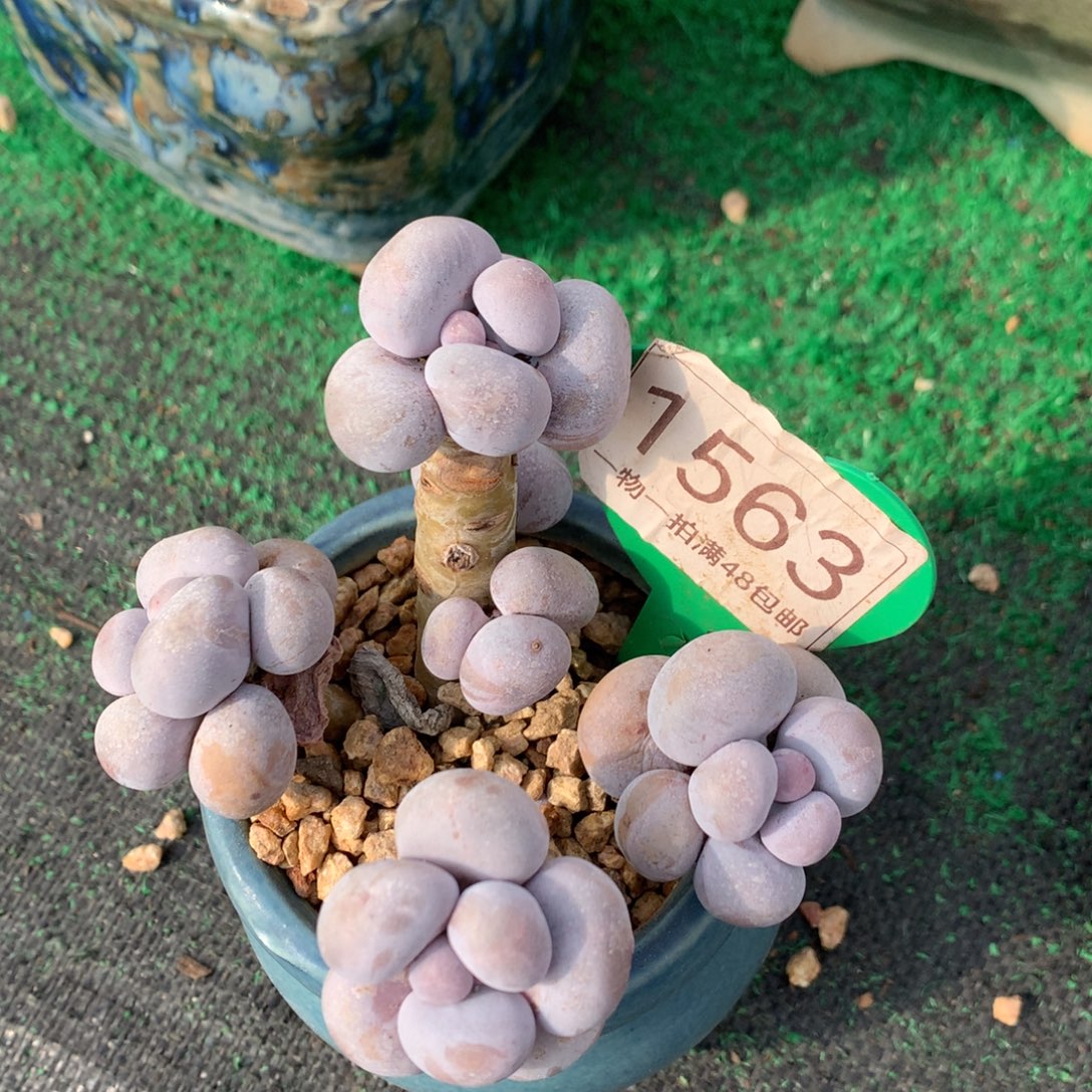 烟美人老桩无砍1563