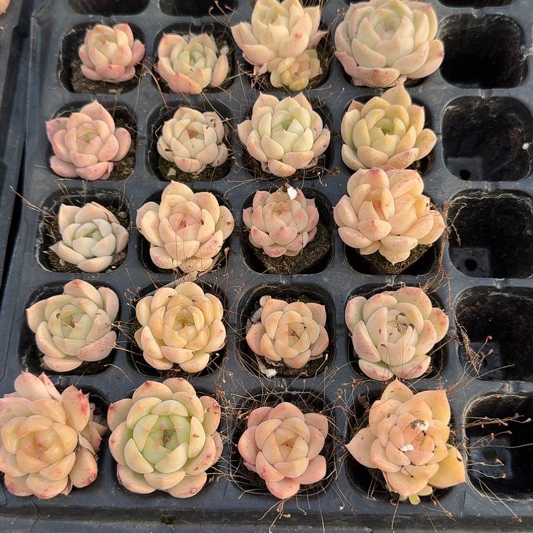 2-22珍妮浅色二十颗量拍