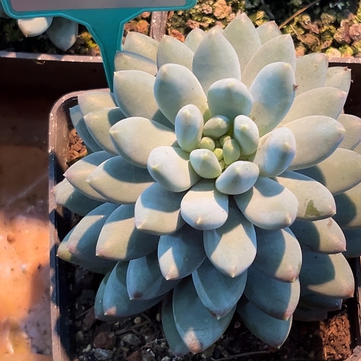 星月菩提一物一拍413