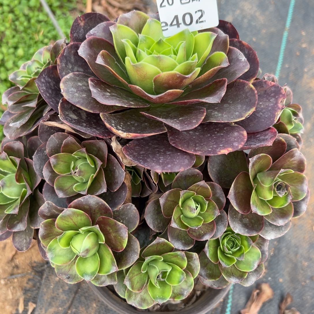 402魅金，满20包邮