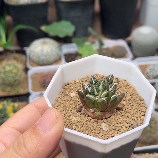 无花朵象足黑牡丹实生球