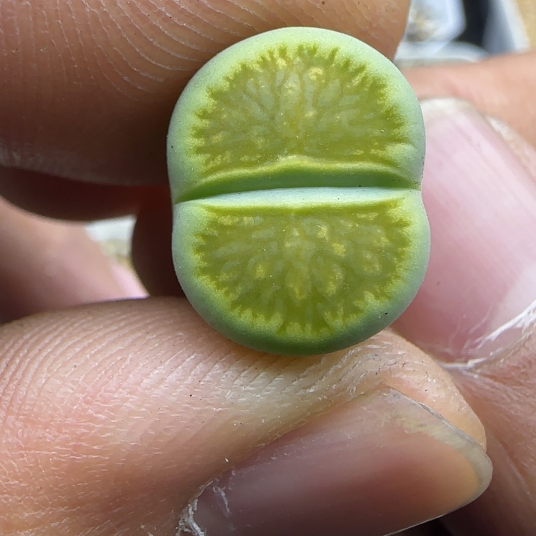 255 生石花大棚直播