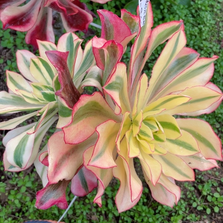 360魅影嫁接多肉12345678