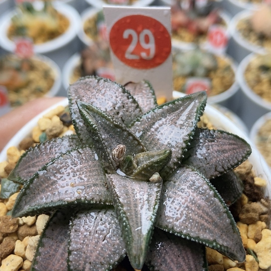 银狼蛛291111111111