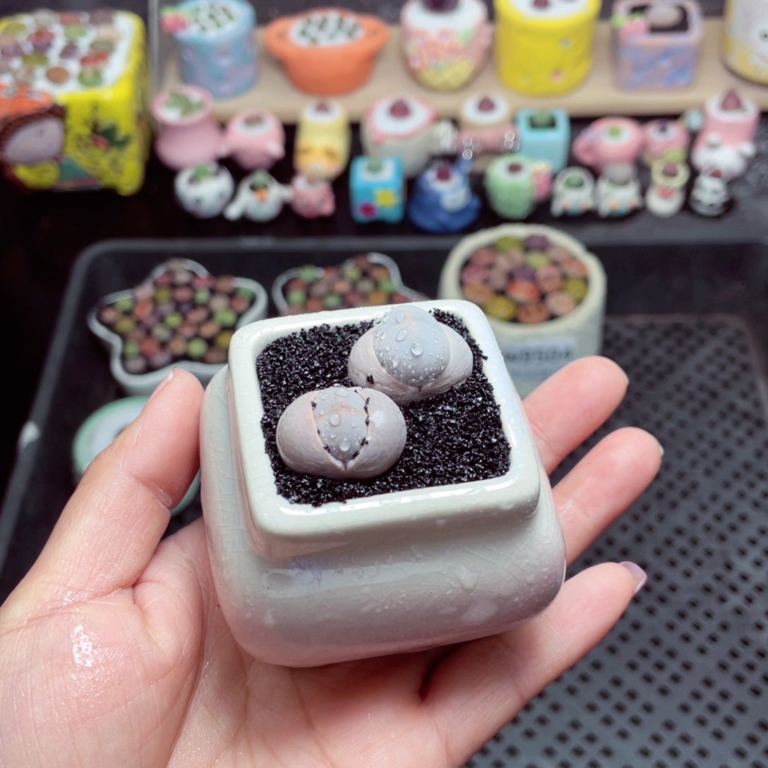 w9506 带盆土发货-零下地区拍保温箱