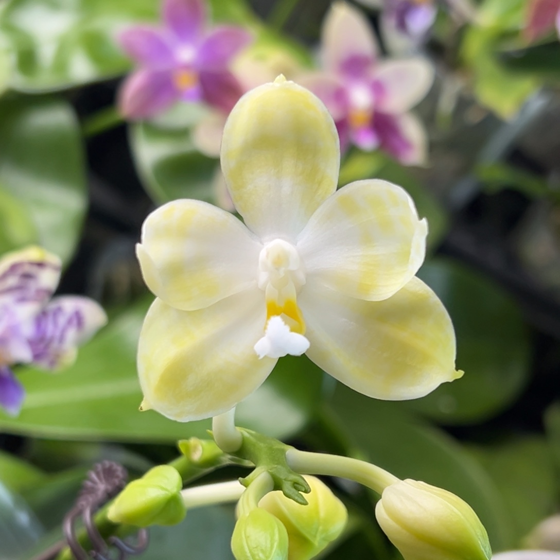 完全开放19号，叶瑕，98米