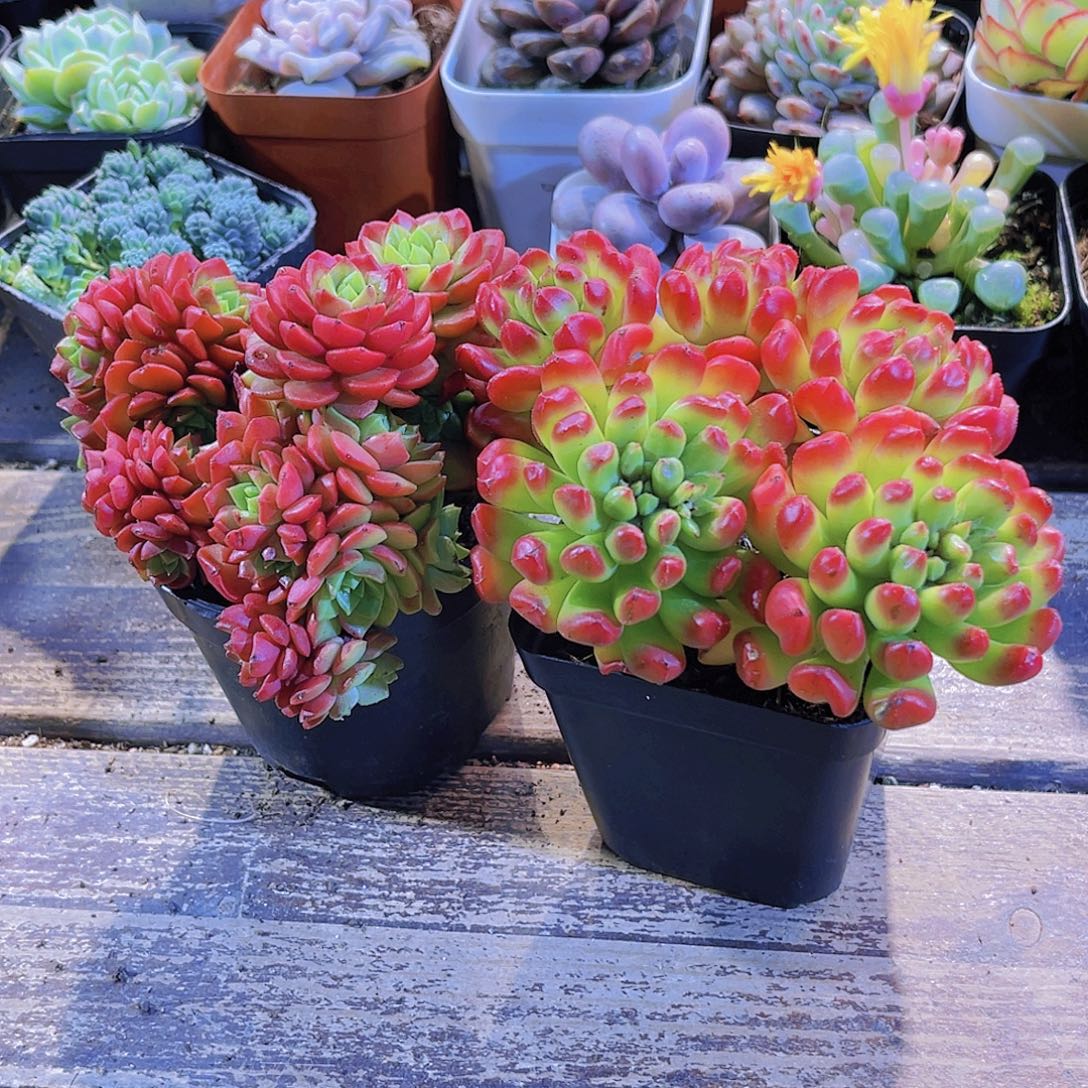 爱泡泡。红灯笼11111111