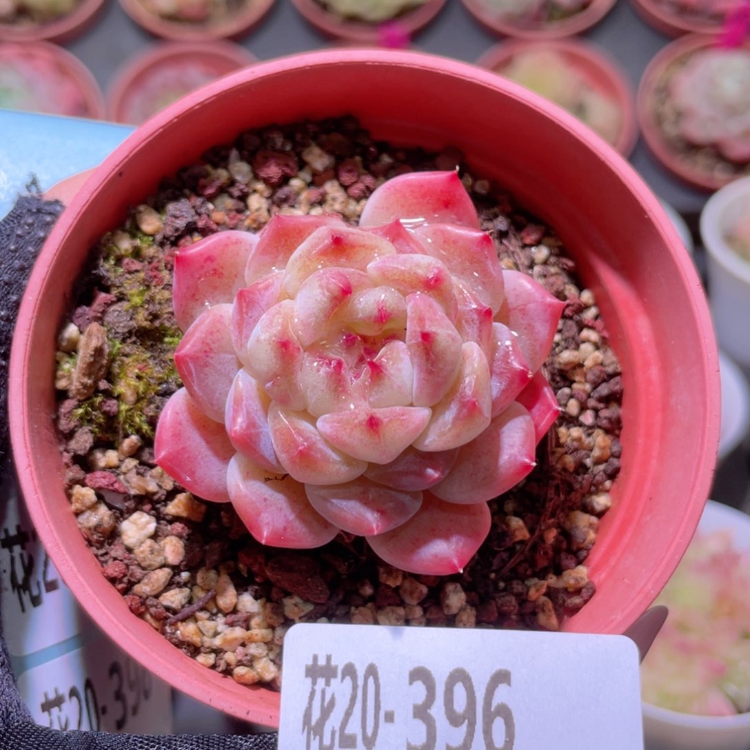 花利美20-396秘境冰魄