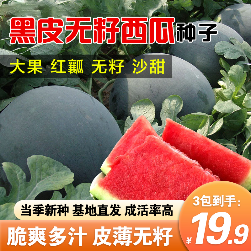 【黑皮无籽西瓜】超甜薄皮西瓜 红瓤特大高产西瓜水果种子