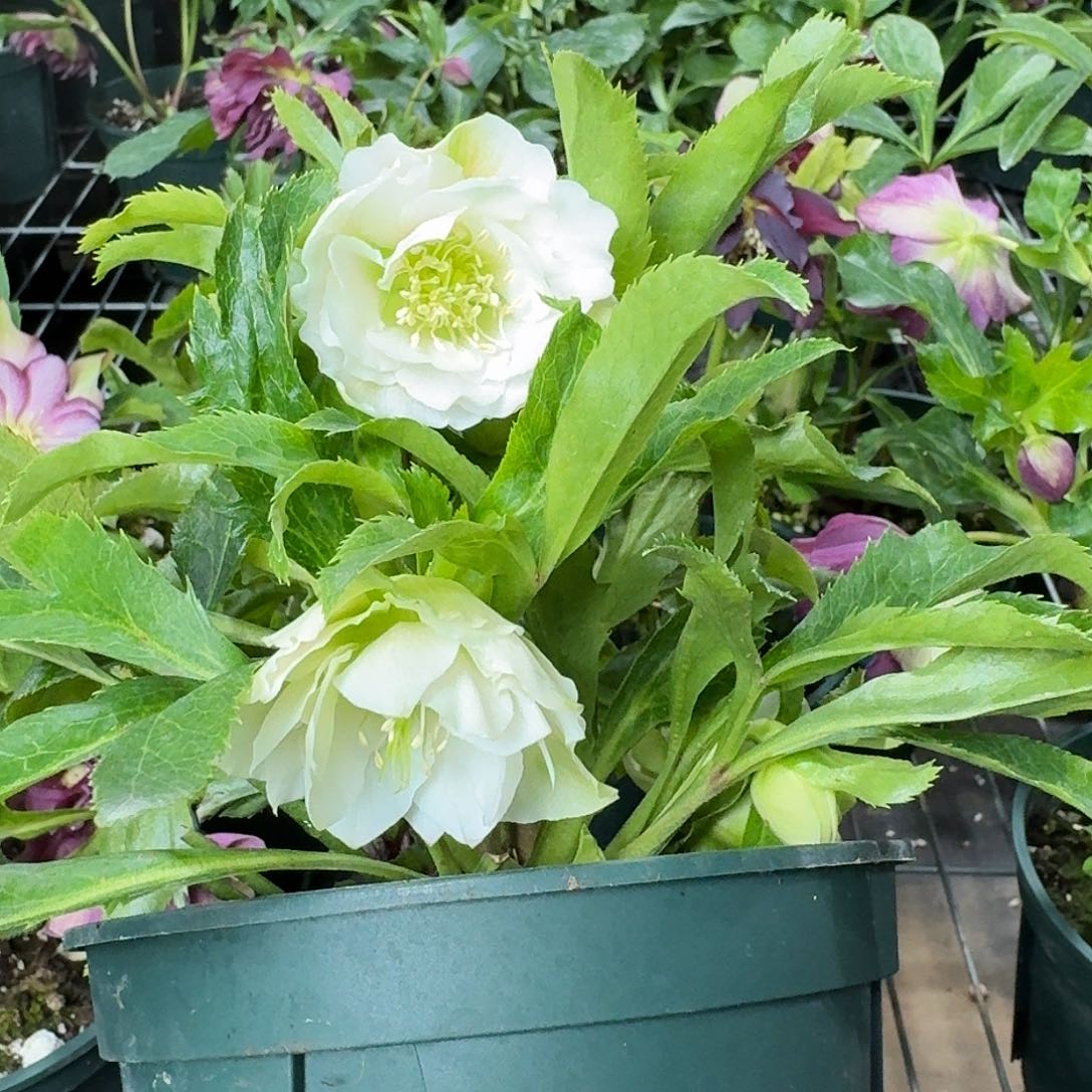 追***日少量花朵（建议范围：2朵-5朵 或40%以下）022