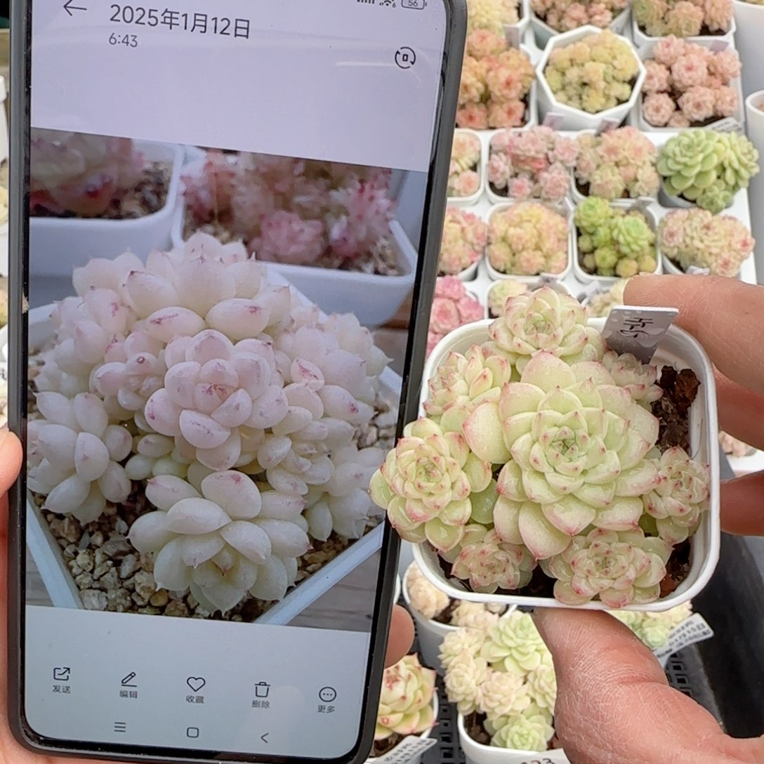 【闪购商品】0115-128（ht-65）