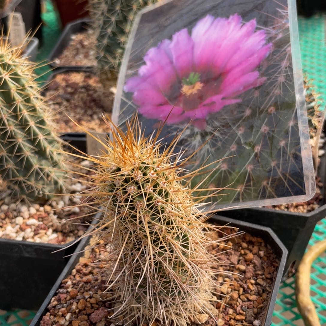 鹿角柱实生仙人球博虾