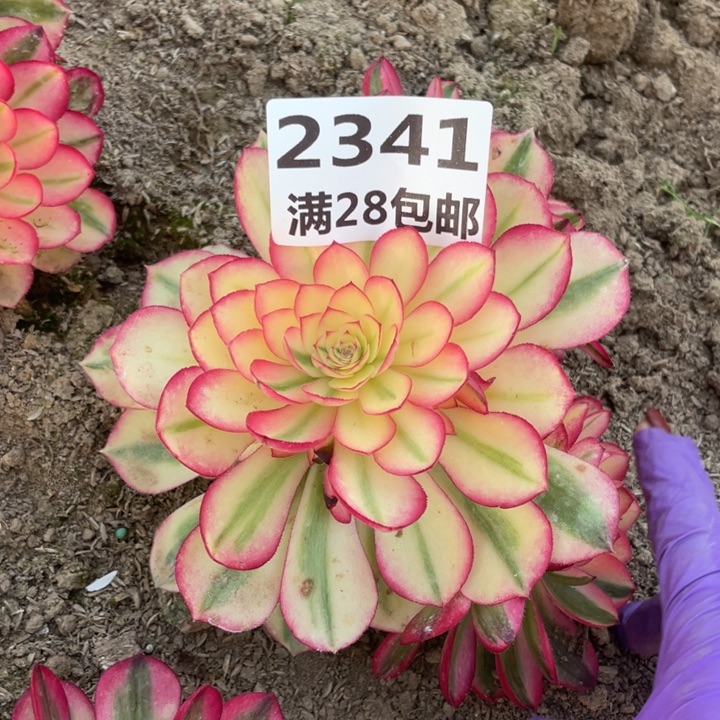 2341荔枝多肉植物二号棚L
