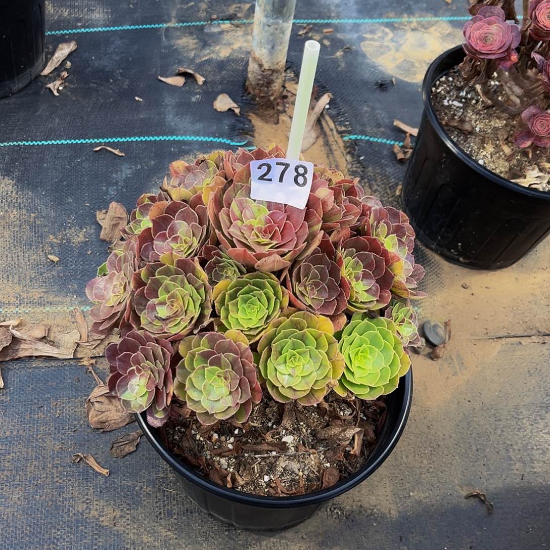 华****）花月夜一物一拍278