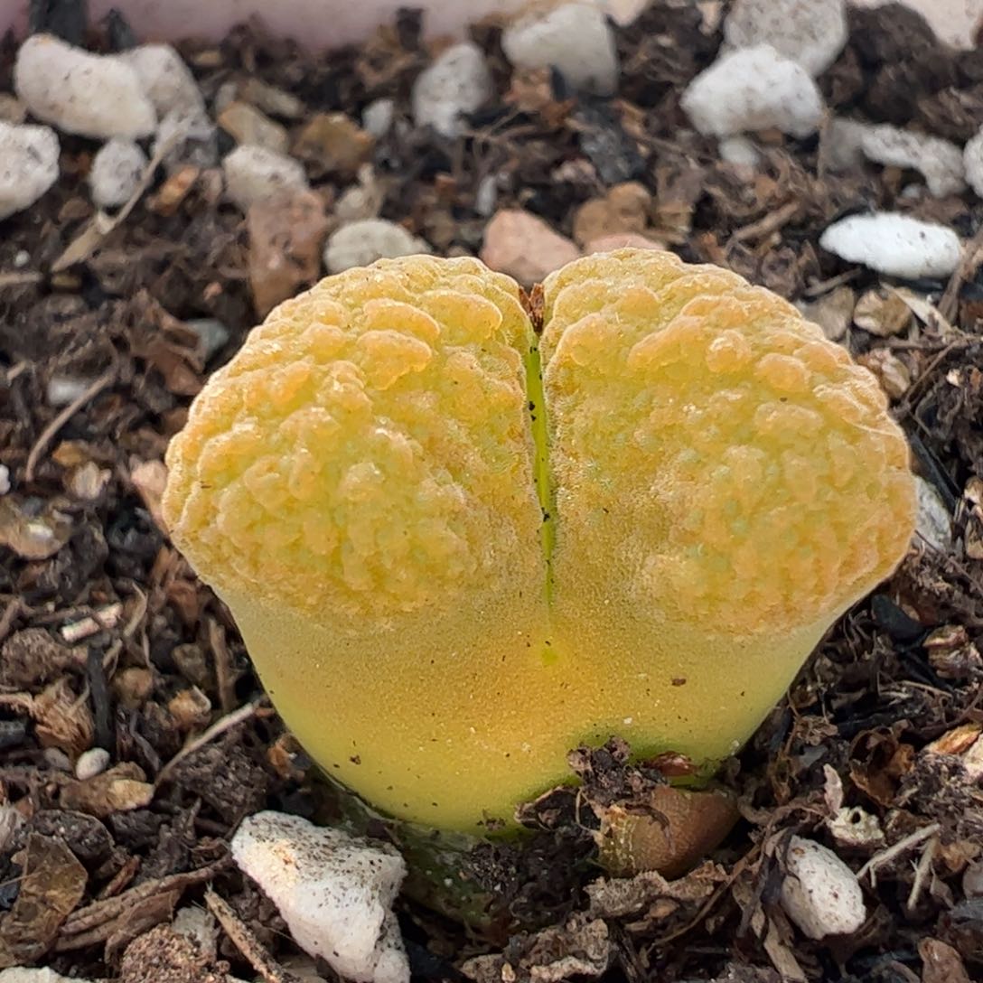 452多肉植物百科