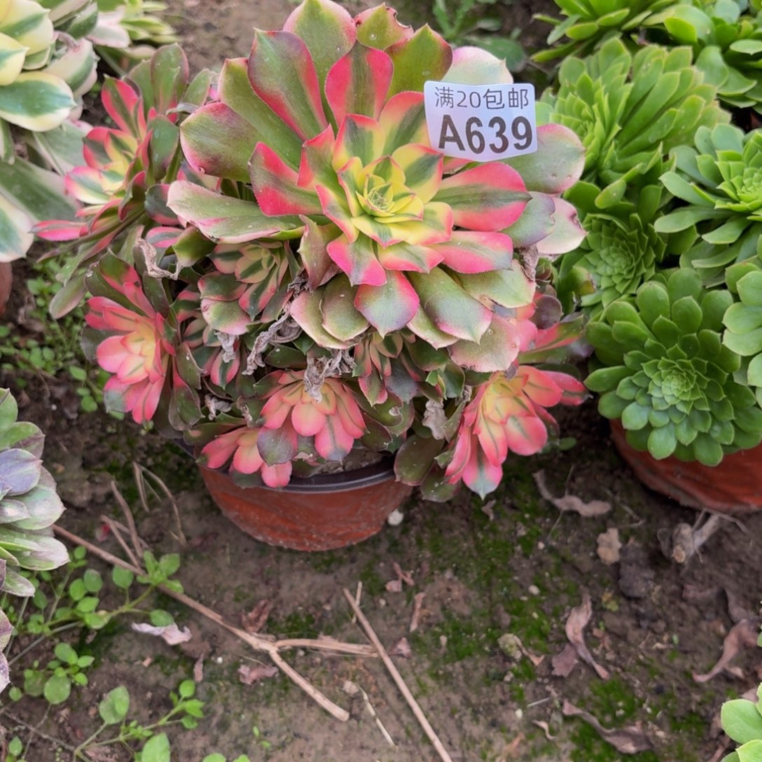 639多肉植物捧花的时候