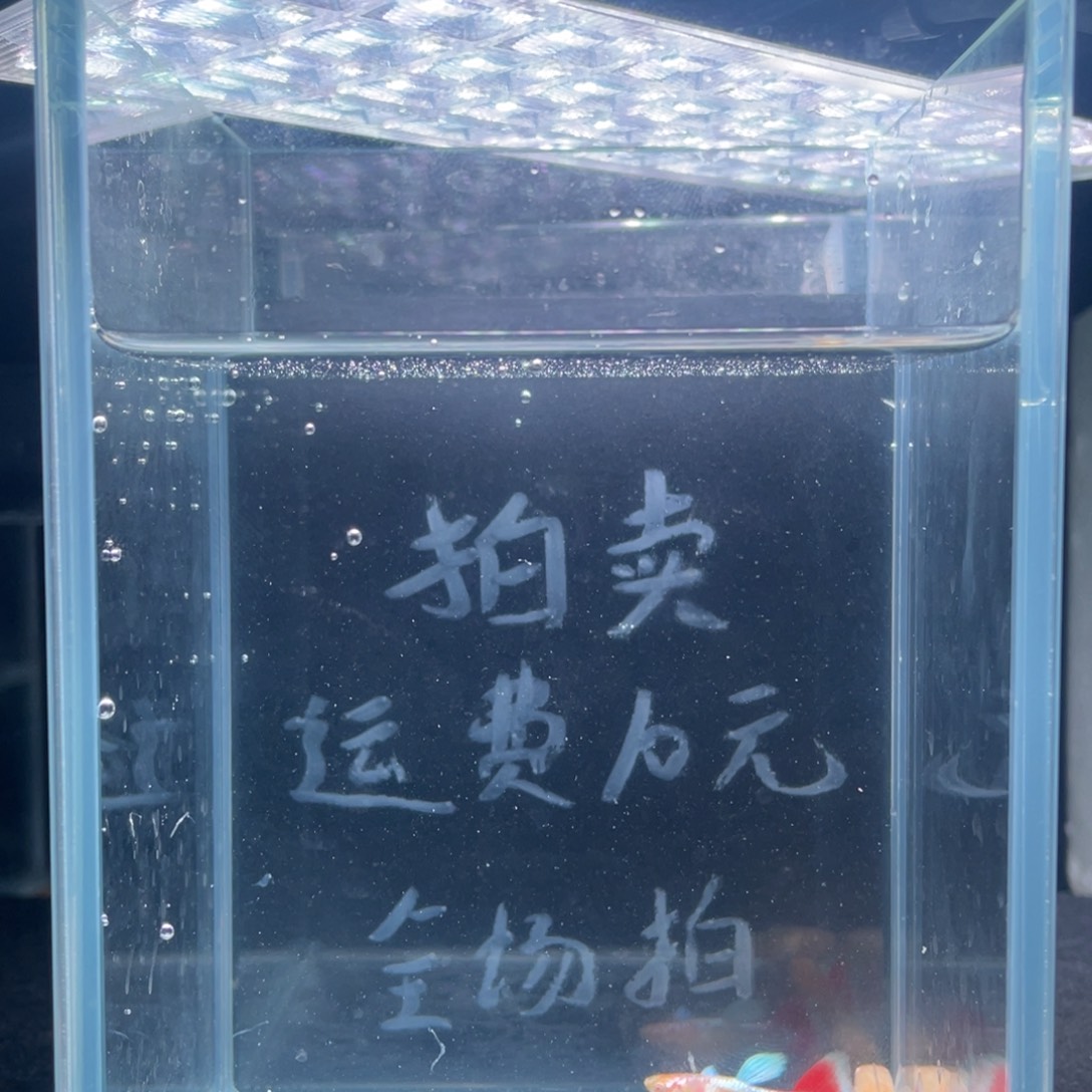 孔雀鱼蓝白鸥翼火烧云两对