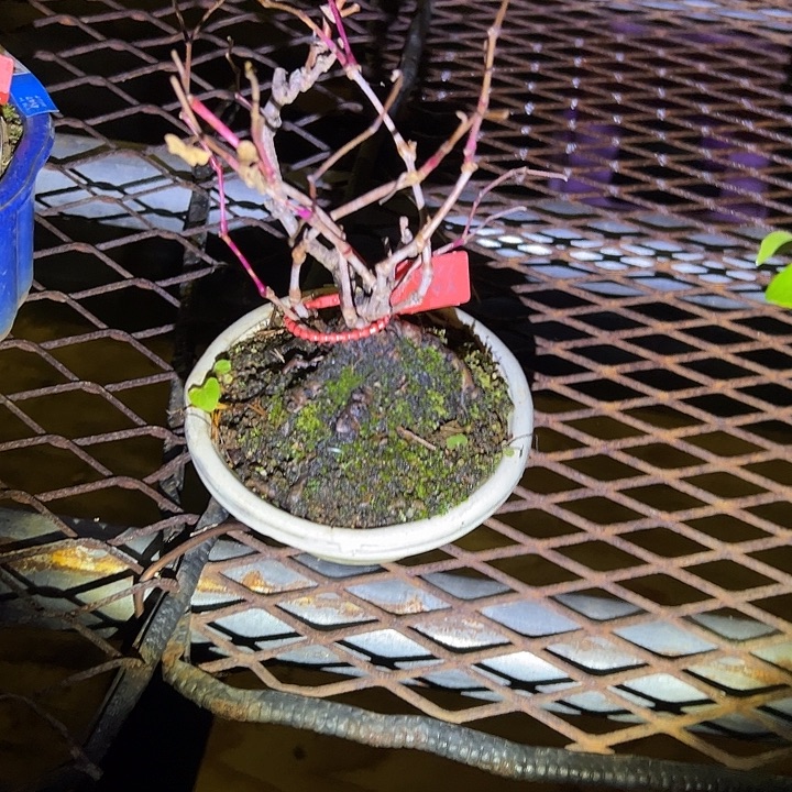 无花朵盆景不包邮7245