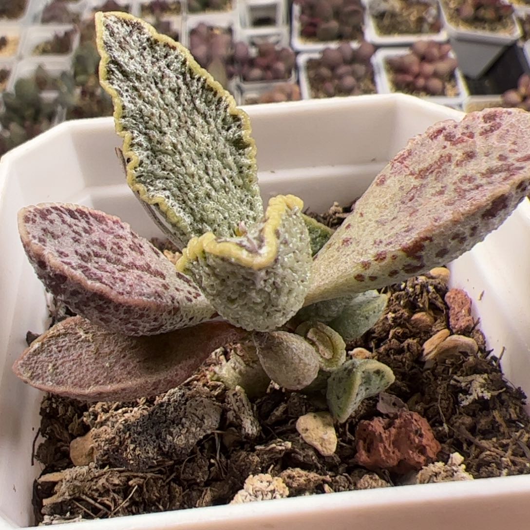 花岗岩单头桩多肉植物水泡