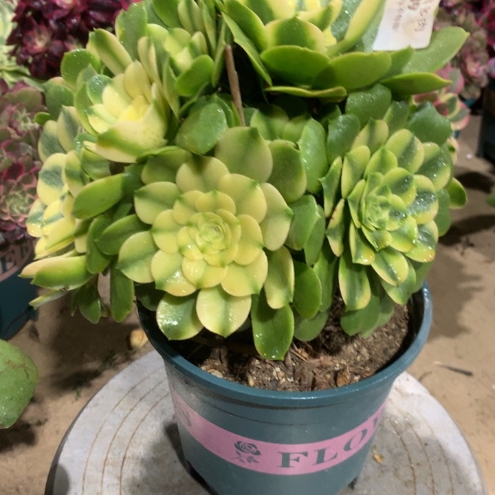 339辛尼亚多肉植物
