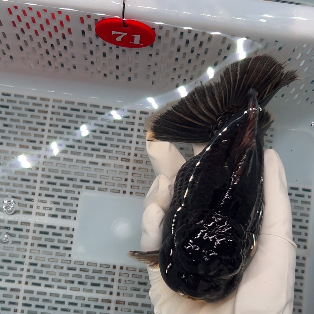 厉***害海水鱼你好意思的不给人家