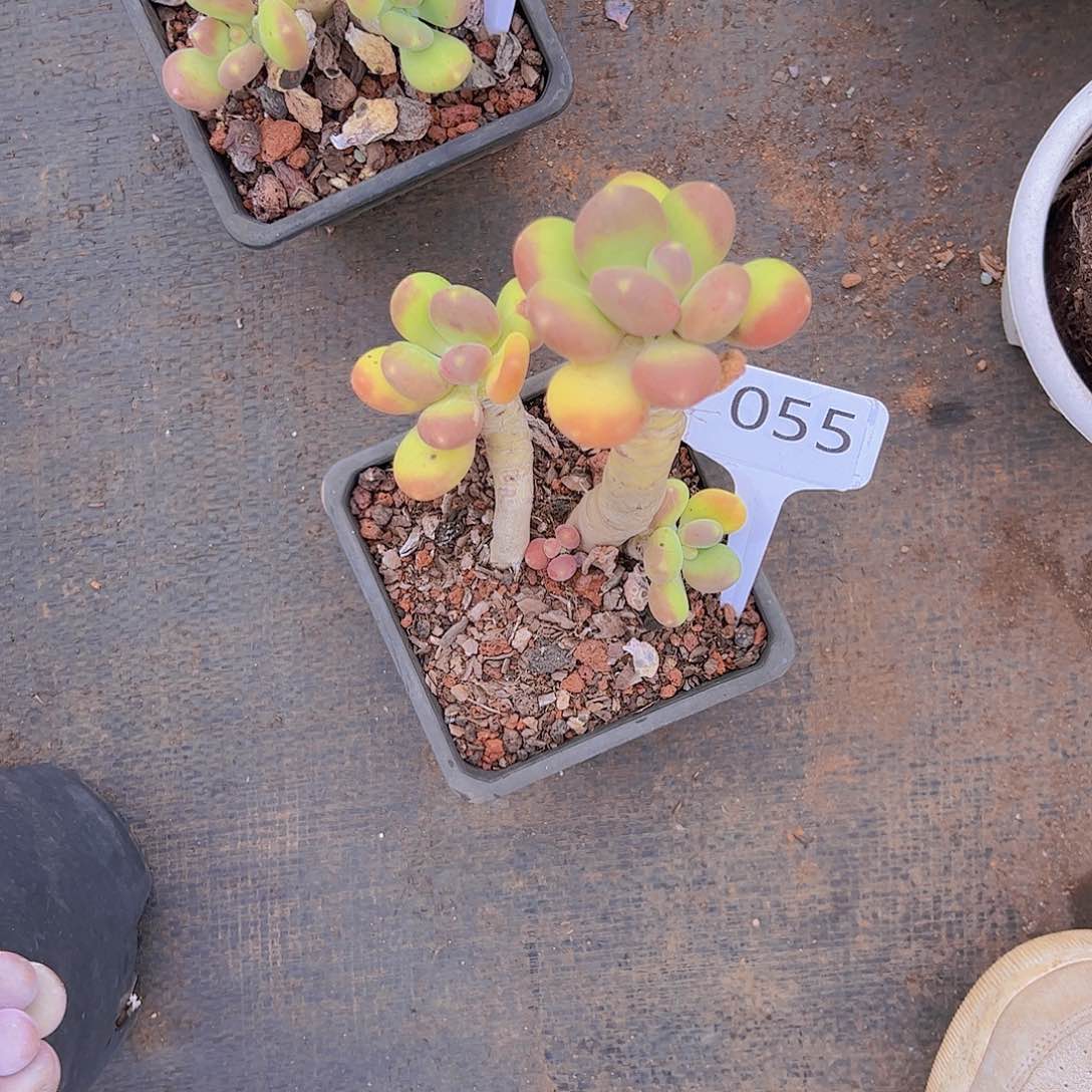 k***y055芒果奶10。。。