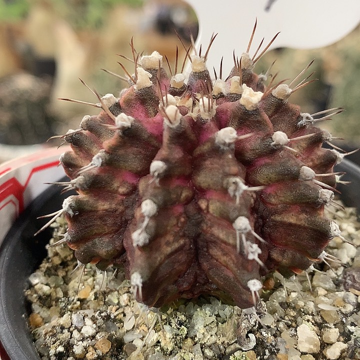 79海神6666666666666