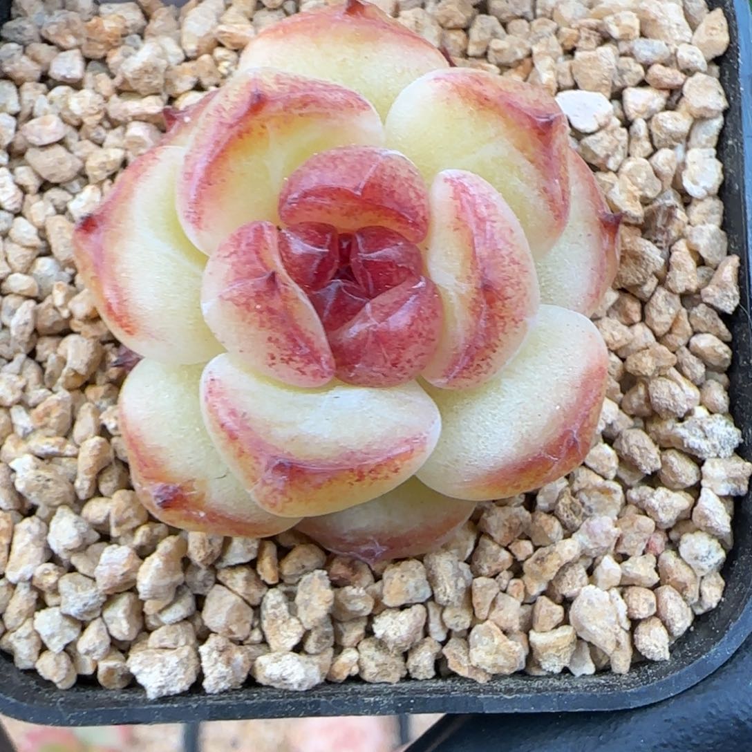 023  淡墨    5厘米盆