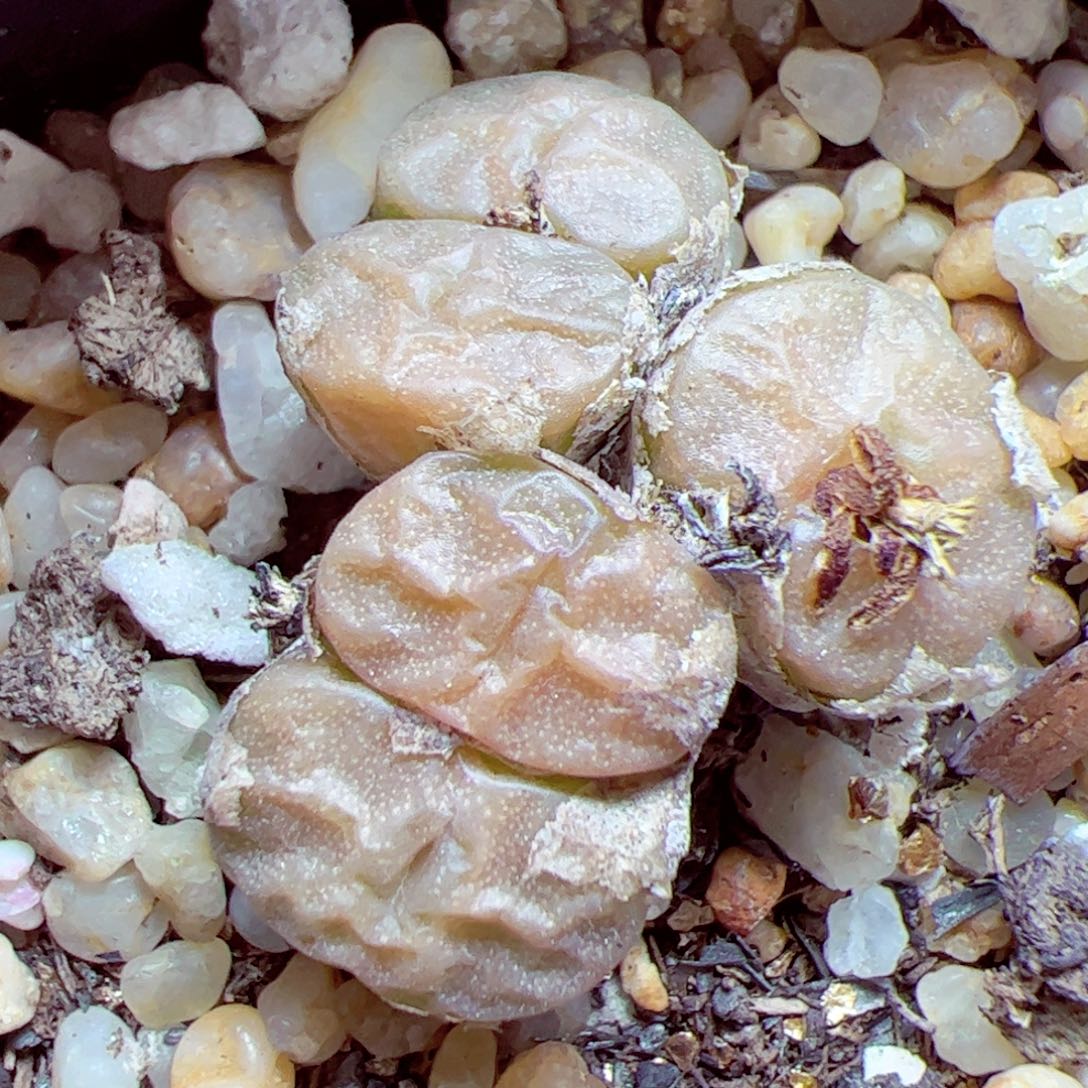 115 优秀的肉肉143