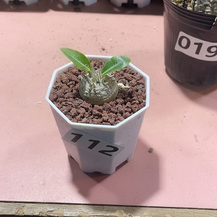 112惠比大黑块根植物
