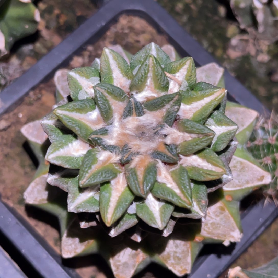 螺旋黄体黑牡丹锦 仙人球