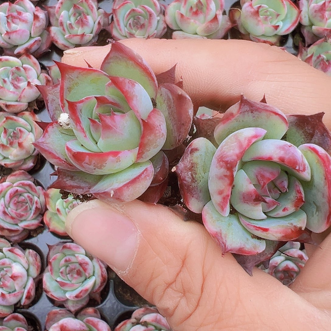 宽叶惊鸿5颗19包邮