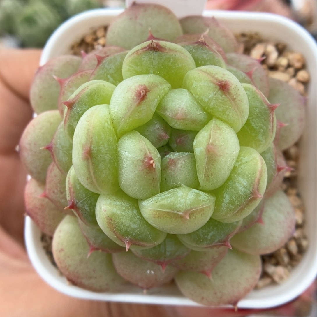 透心珍妮可拍4713号。 