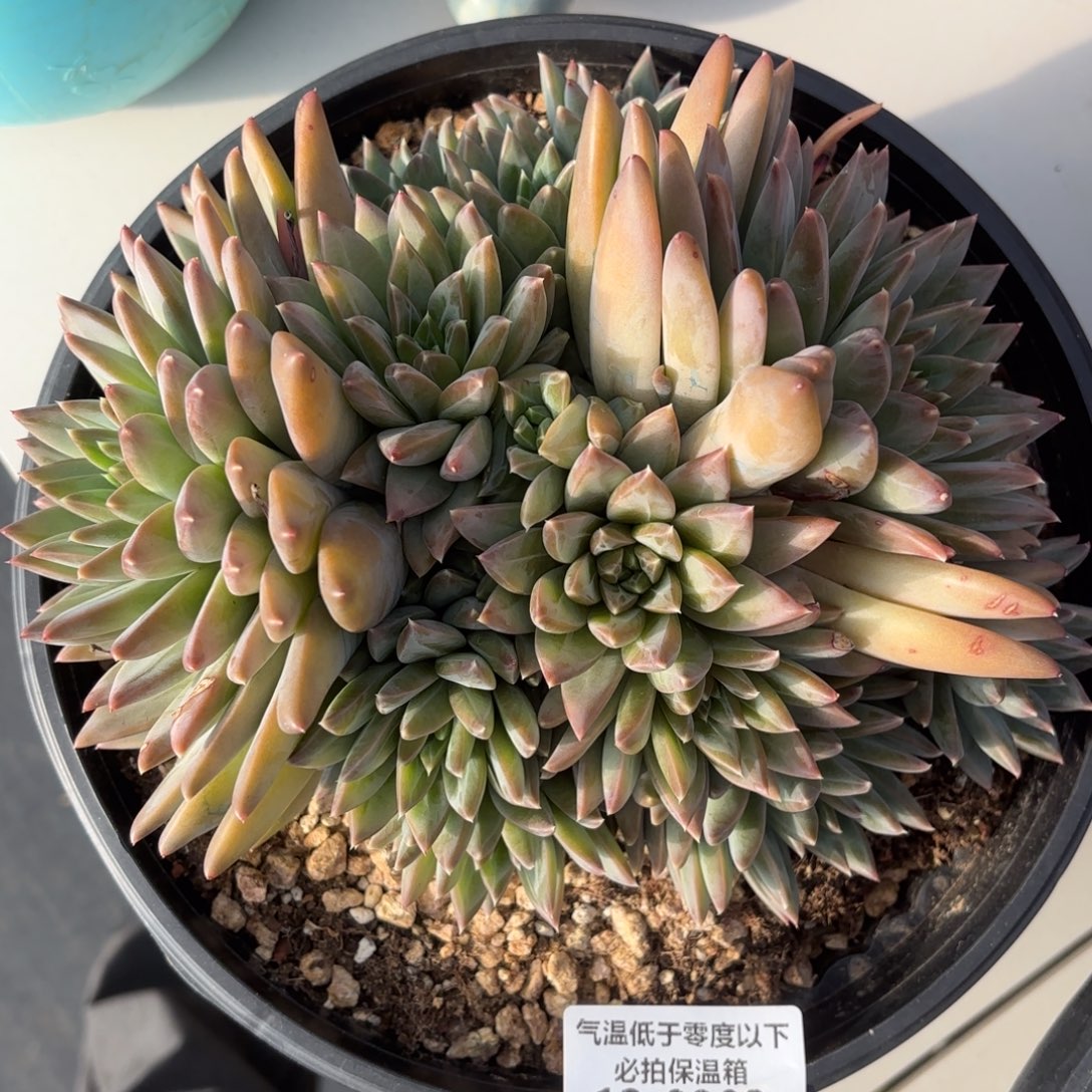 0803幻影系美人多肉植物