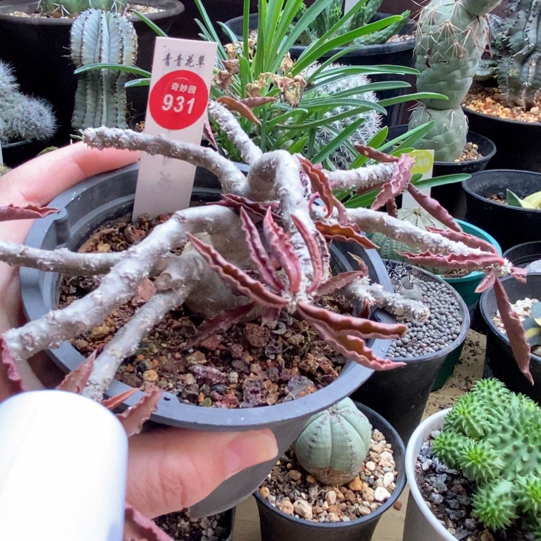 老桩皱叶麒麟一颗