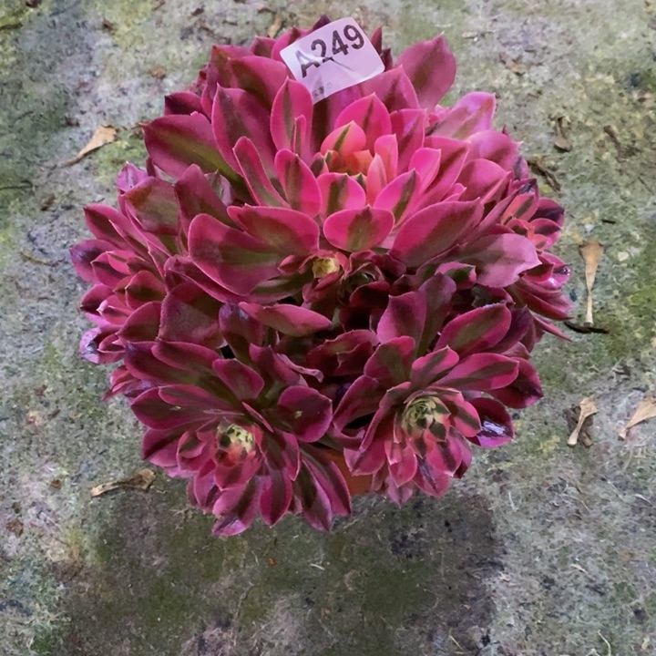 粉女巫多肉植物249