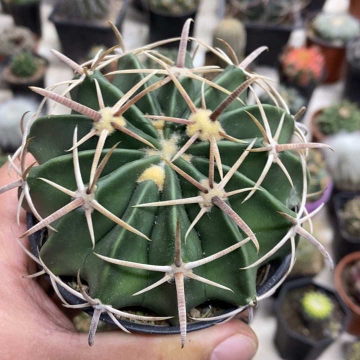 实生凌波特价福利