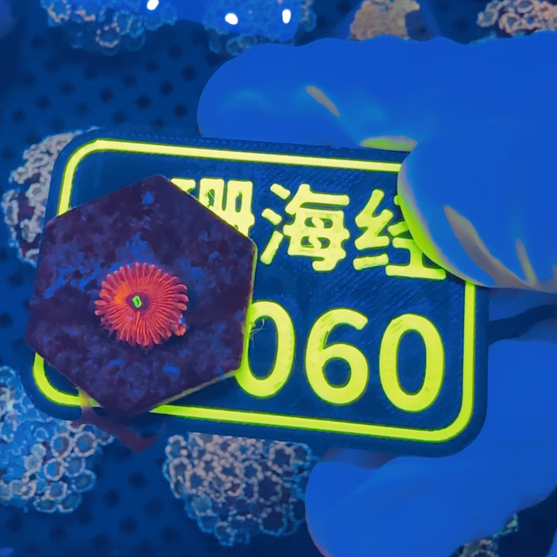 方***e纽扣珊瑚晓晓不包邮纽扣C060