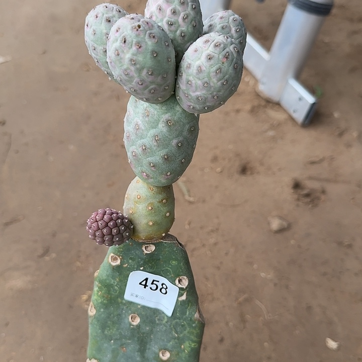 巨型紫皮习志野458