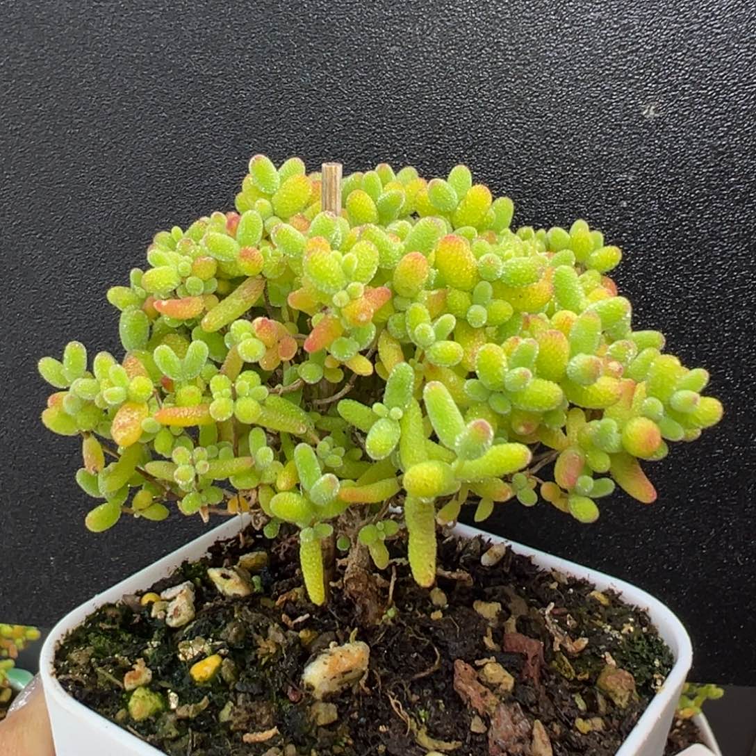 星***晶dy3782小可爱蜜橘糖球冠幅6.5cm