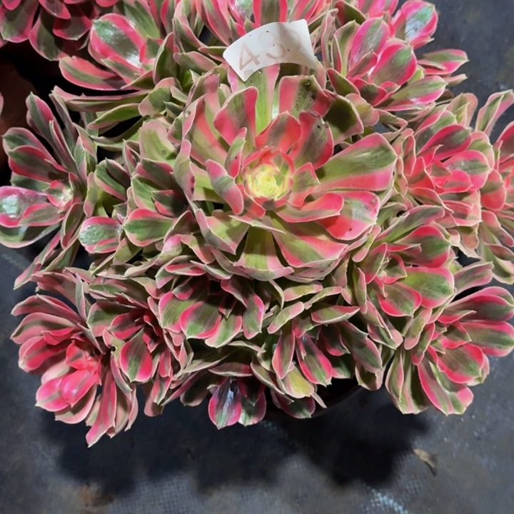 00000000000432女郎