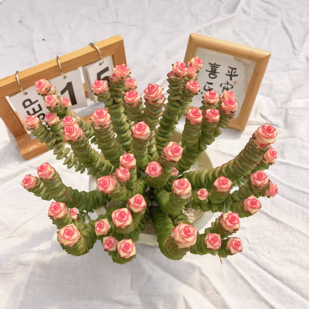 钱串子多肉植物绿植花卉新手好养阳台盆栽精品花贵货精品带盆带土